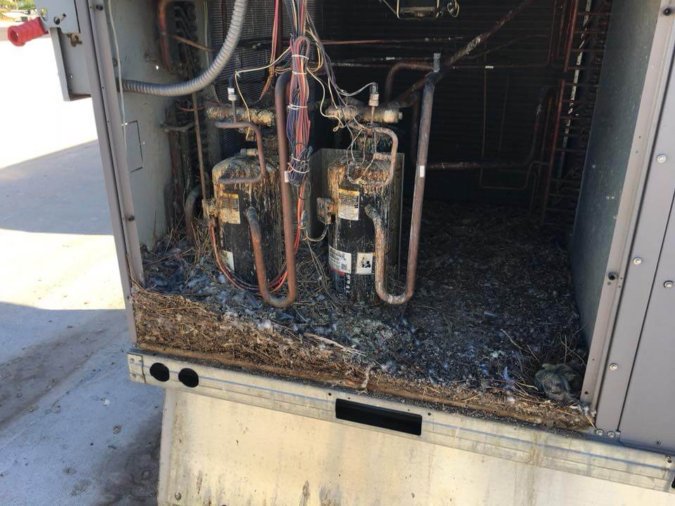Rooftop AC Pigeon Mess