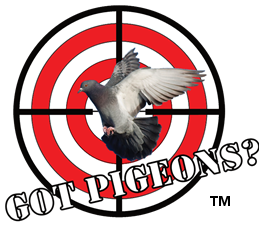 Pigeon Control Phoenix | Pigeon Removal